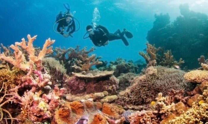 Los corales son invertebrados marinos que forman colonias de millones de animales idénticos. Foto: EFE.