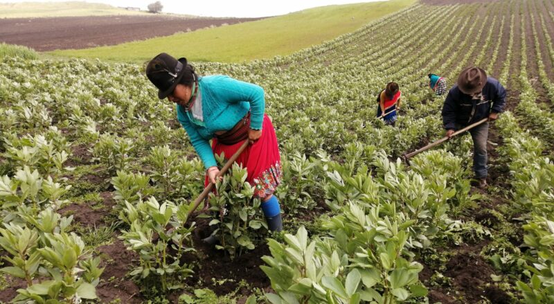 Los agricultores de la comunidad San Francisco de Bishud trabajan en la producción de chochos, en la provincia de Chimborazo. Foto: Modesto Moreta / EL COMERCIO.