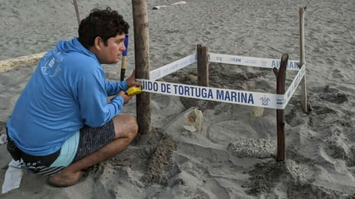 Pastor Rodríguez, de Reto Same, marca el área de uno de los nidos para protegerlo. Foto: Cortesía Reto Same.