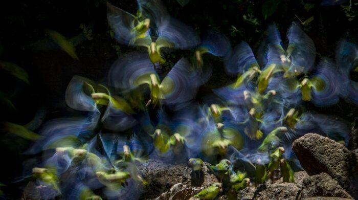 Pericos de Ala Azul. Parque Nacional Yasuní, Orellana. Foto: Lucas Bustamante