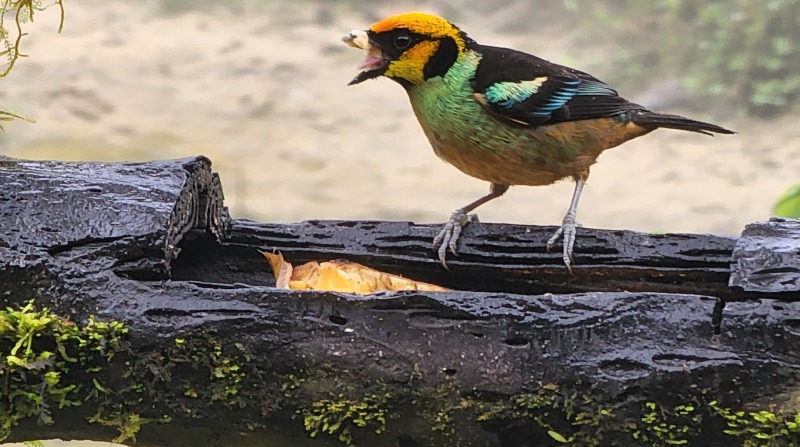 Las aves se acercan tanto a los visitantes que, incluso, comen de la mano de estos. Foto: Evelyn Jácome / EL COMERCIO.