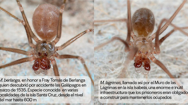 En Galápagos existen arañas del grupo epigeo y del hipogeo. Foto: INABIO