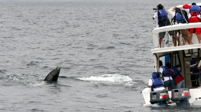 El avistamiento de ballenas es una de las principales atracciones de temporada. Foto: ministerio de Turismo