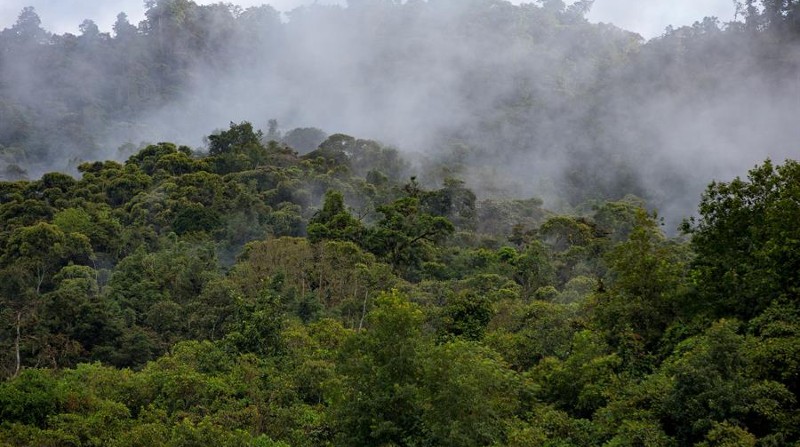 Vista de una reserva natural en Nanegal (Ecuador), en una fotografía de archivo. Foto: EFE