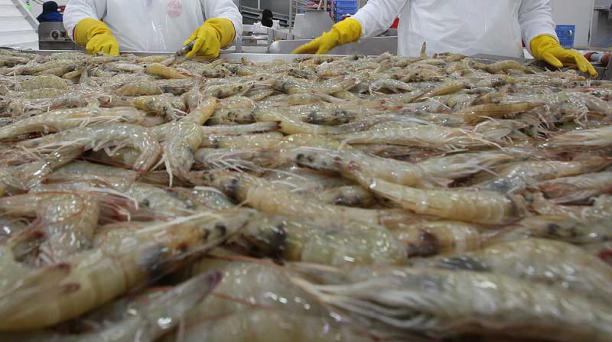 Las exportaciones de camarón a China logran superávit comercial para Ecuador. Foto: Archivo / El Comercio