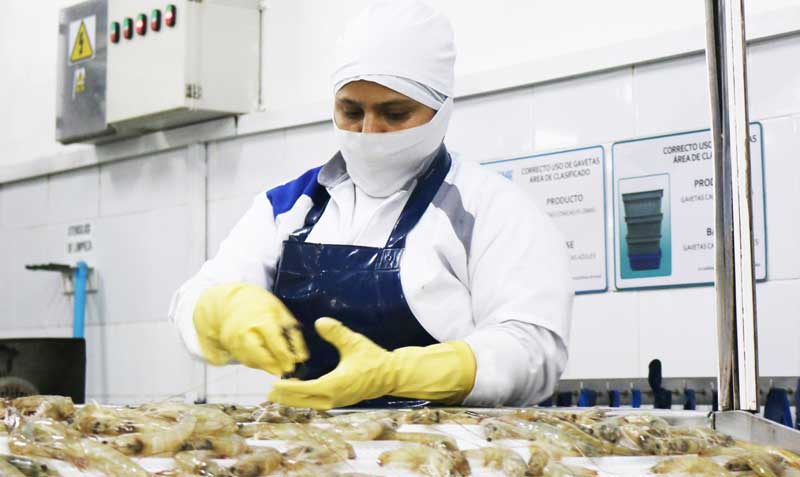 Ecuador duplicó su capacidad de procesamiento de camarón tras la pandemia. Ahora exporta producto con valor agregado. Foto: Cortesía