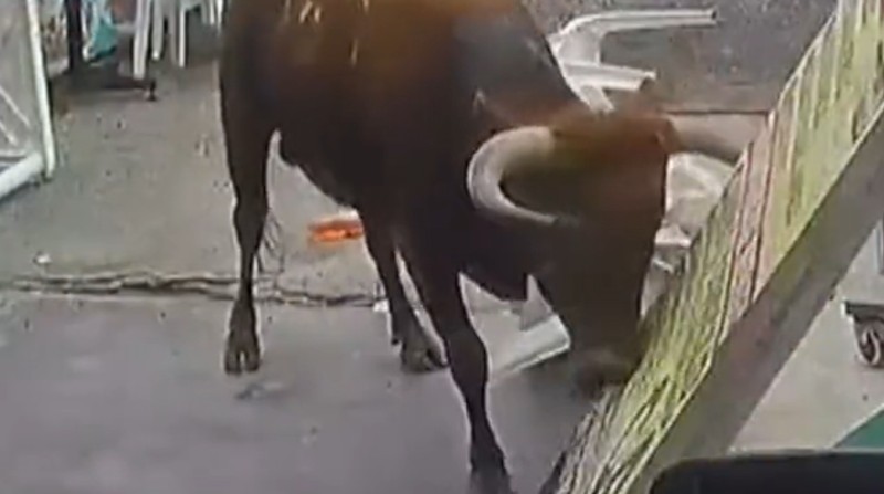 Un toro escapó de un camión que lo transportaba al matadero y causó pánico en las calles de Lima, Perú. Foto: Captura