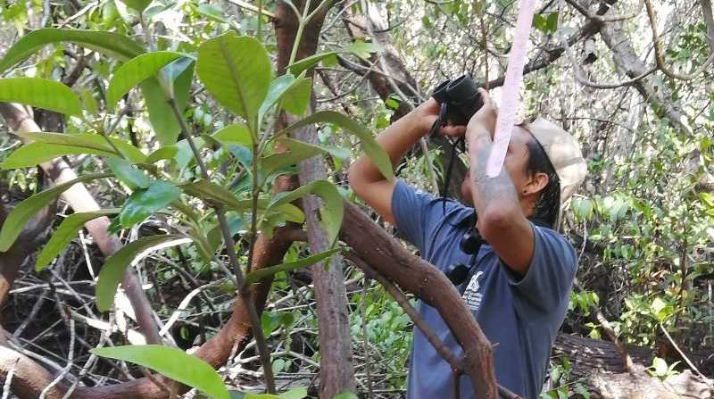 El pinzón de manglar es el ave más críticamente amenazada del archipiélago. Foto: Twitter @parquegalapagos