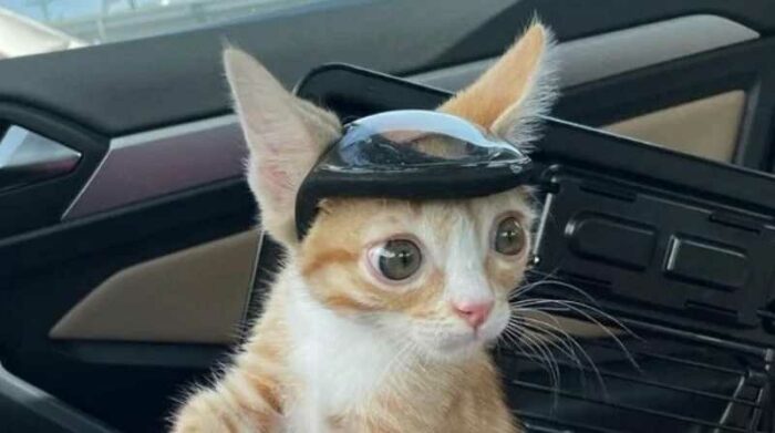 Un gato debe usar el caso en su cabeza para evitar golpearse. Foto: Internet