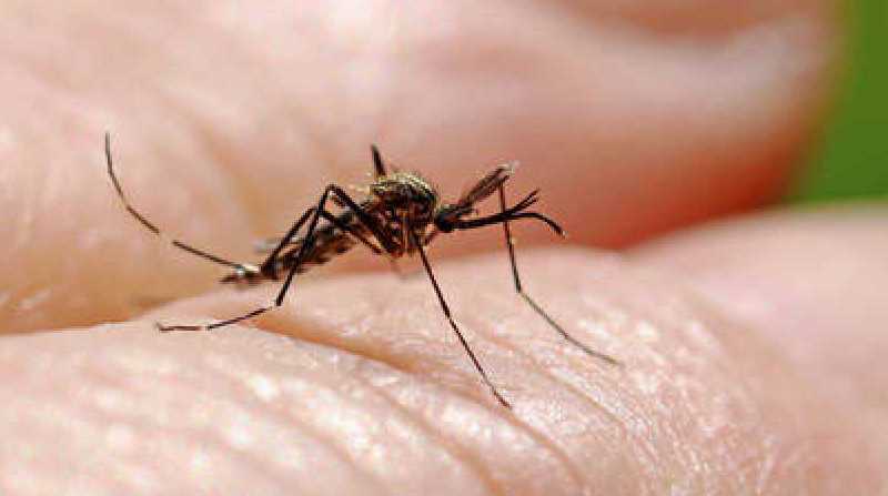 Cuando las hembras de los mosquitos buscan un ser humano al que picar, huelen un cóctel único de olores corporales. Foto: Internet