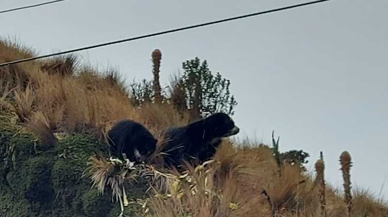 Dos osos andinos fueron captados mientras comían en el páramo. Foto: Cortesía Daniela Castillo