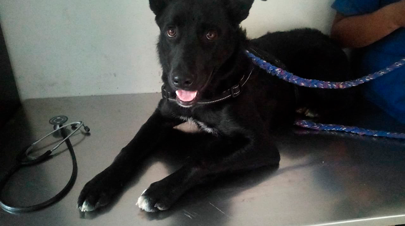 Bruno fue trasladado al Centro de Atención Veterinaria Refugio y Acogida Temporal 'CAVRAT'. Foto: AMC