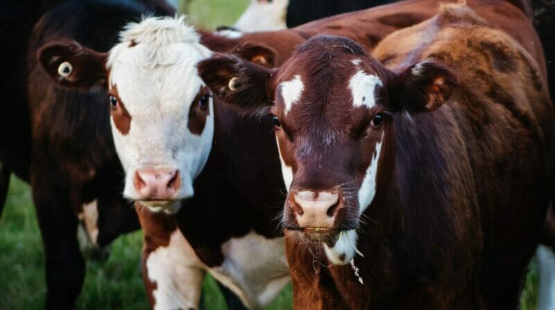 Las vacas y otros animales considerados ‘de consumo’ también son objeto de derecho dentro del proyecto de Ley Orgánica Animal (LOA). Foto: Pexels.