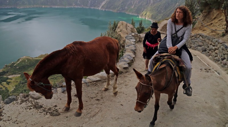 Burros y caballos son utilizados para descender y ascender la Laguna del Quilotoa con turistas. Foto: Archivo / EL COMERCIO
