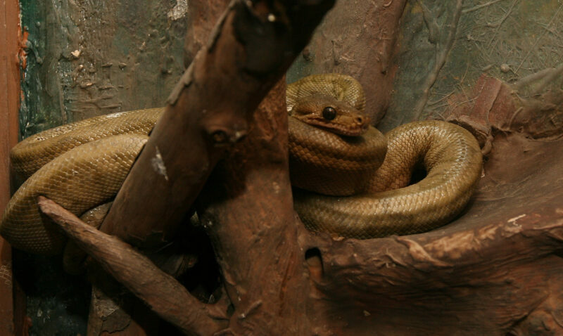 Una de las serpientes en exposicion, en el Vivarium, Quito. Foto: Archivo / EL COMERCIO.