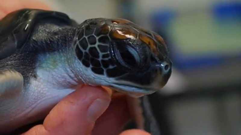 Una tortuga marina bebé solo tenía plástico en su estómago. Foto: Captura