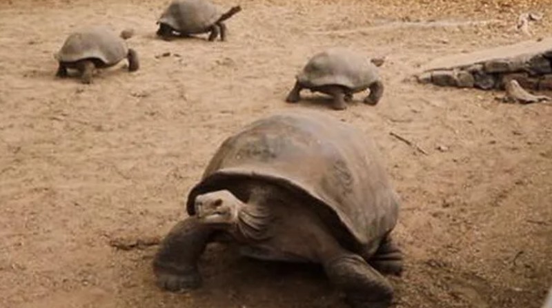 La matanza de tortugas gigantes está prohibida desde 1933 y en la actualidad, está tipificado en el artículo 247 del COIP. Foto: Internet 