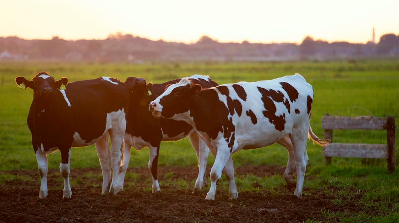 Imagen referencial. La leucosis bovina afecta a casi todas las vacas de leche y a sus crías. Foto: Pexeles