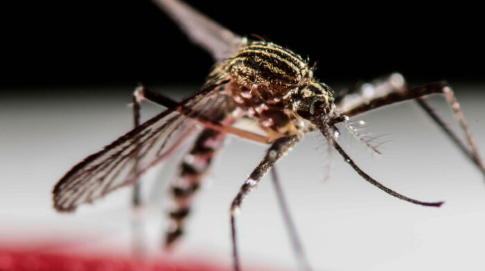 En Costa Rica circulan frecuentemente el dengue tipo 1 y 2. Foto: EFE