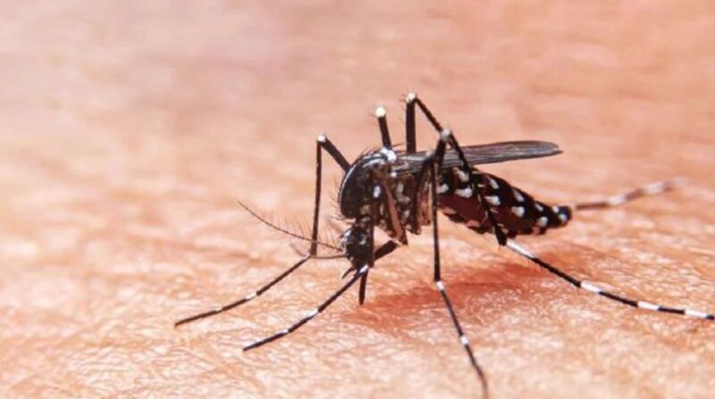 Imagen referencial. En primer caso de Chikungunya fue detectado en la provincia del Azuay. Foto: Getty Images