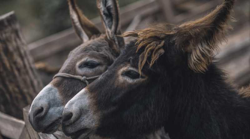 Ante la escasez de burros en el mercado nacional debido a la sobreexplotación, el gigante asiático ha recurrido al continente africano. Foto: Freepik