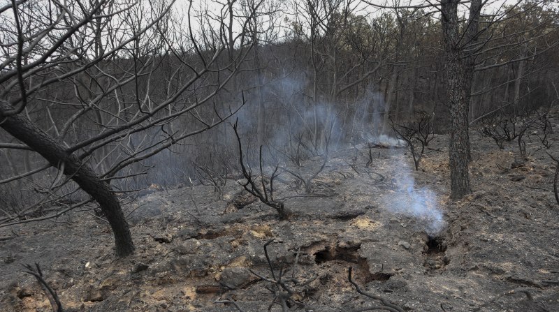 Imagen que muestra una zona afectada por un incendio forestal en la sierra de la Culebra, en España, que se registró en junio pasado. Foto: EFE.