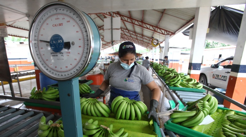 El plátano verde es uno de los alimentos que más ha subido de precio. Foto: Enrique Pesantes / EL COMERCIO.