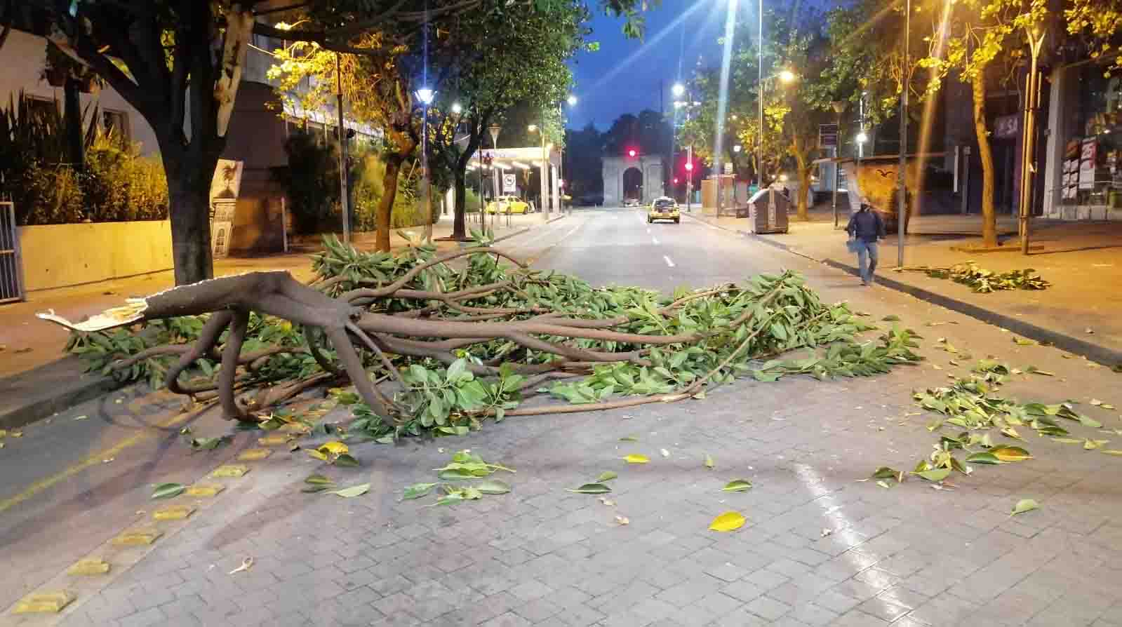 Restos de un árbol obstaculizan la mitad de la avenida Amazonas, en el sector La Mariscal. Foto: AMT.