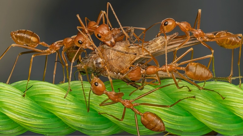 El equipo de investigación halló en las hormigas estudiadas una capa extra de control que les permite bloquear la insulina producida. Foto: Pexels.