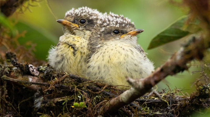 En la imagen, dos pichones de pájaro brujo (Pyrocephalus nanus), cuya población decreció en Galápagos casi hasta la extinción. Foto: Fundación Charles Darwin.
