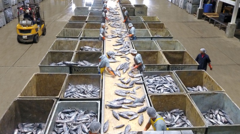 Entre enero y julio de 2022, Ecuador exportó un total de USD 1 062 millones en productos del mar. El atún en filetes y los enlatados son los principales rubros. Foto: Cortesía Nirsa