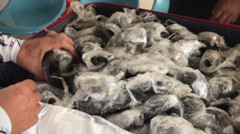 En marzo de 2021, más de 185 tortuguitas neonatas iban a ser sacadas de Galápagos en una maleta. Todas iban embaladas en plástico, por lo que varias murieron. Foto: Cortesía / Aeropuerto de Galápagos.