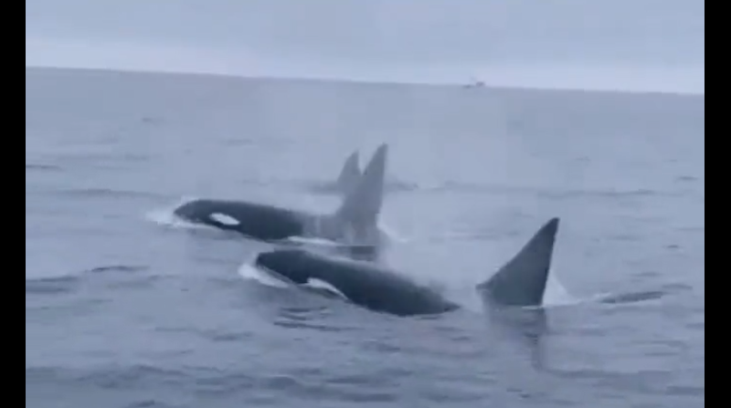 Orcas visitan el Ecuador continental