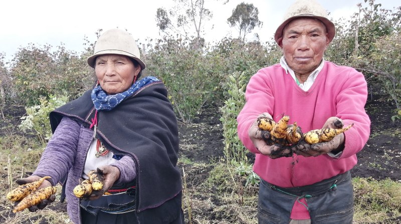 Teresa Tisalema y Tiburcio Tenesaca cosechan oca y mashua, en la comunidad de Angahuano Alto de la parroquia Santa Rosa, Ambato. Foto: Modesto Moreta/ EL COMERCIO.