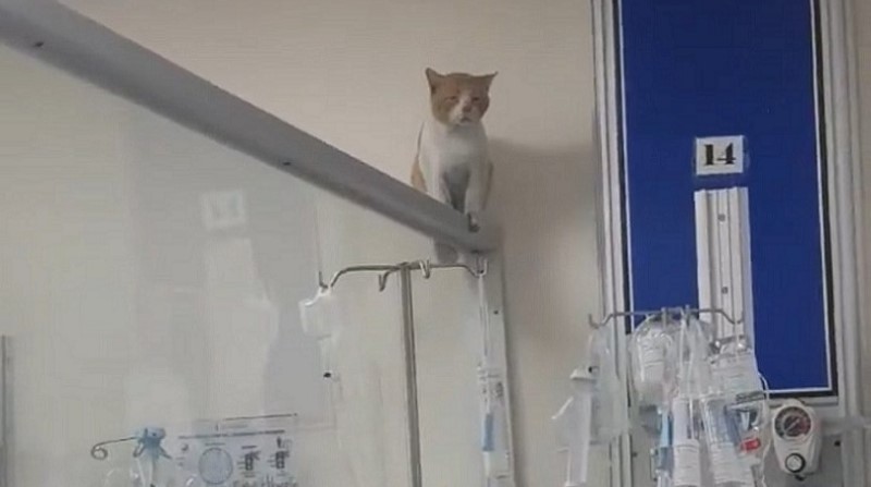 Un gato captado en UCI de hospital de Guayaquil