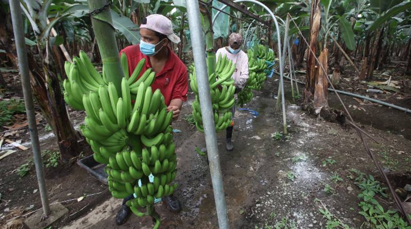 El banano se perfila como potencial producto que destaquen en la oferta de la Comunidad Andina en China. Foto: Archivo / El Comercio
