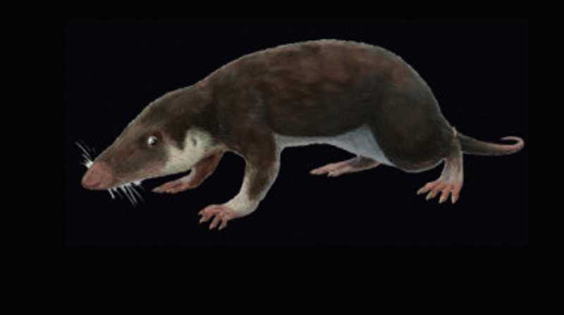 Un grupo de investigadores lograron reconstruir los genomas del ancestro de los mamíferos. Foto: Internet