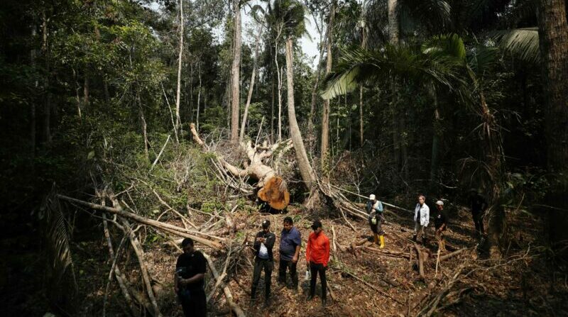 La tal indiscriminada de árboles es la principal causa de la deforestación del bosque amazónico en Ecuador. Foto: EFE.