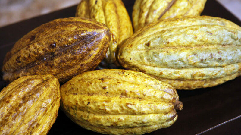Ecuador es el mayor productor y exportador de cacao fino de aroma en el mundo. Foto: Archivo / EL COMERCIO.