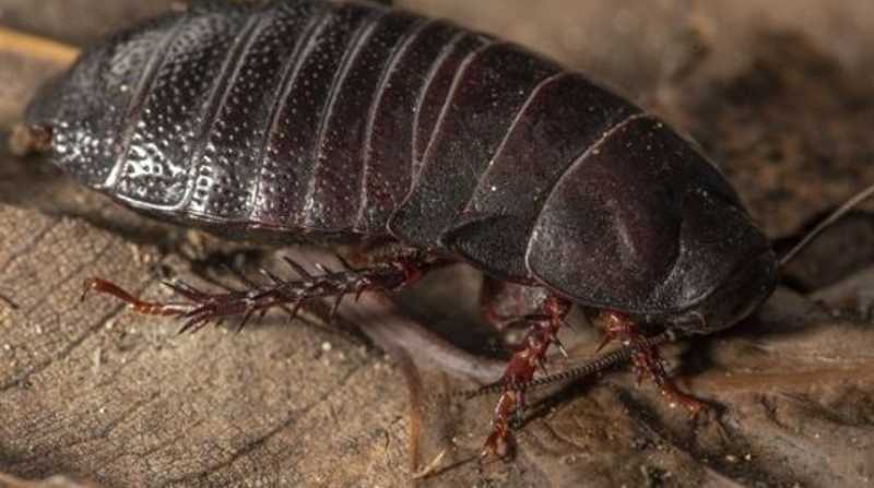 Estudiante de biología redescubre a la cucaracha carnívora. Foto: Europa Press