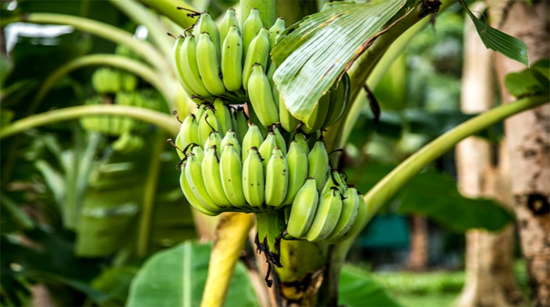 A julio, las exportaciones de banano han perdido mercados. Foto referencial: Freepik