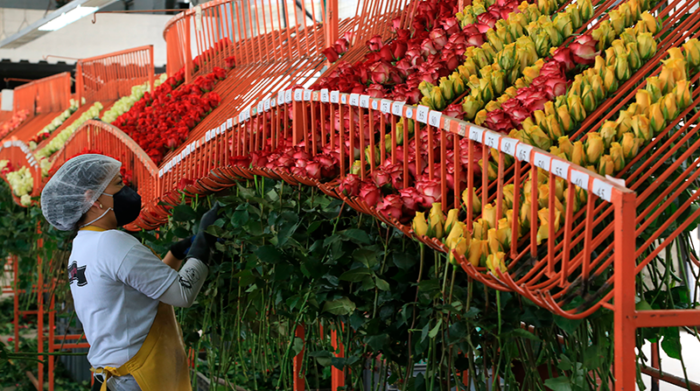 La oferta tradicional como las flores destaca en las exportaciones ecuatorianas a la UE. Foto: Archivo / EL COMERCIO
