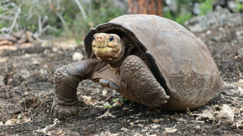 Por más de un siglo se consideró a su especie extinta, pero Fernanda, la única tortuga gigante de Fernandina conocida en el mundo, vive y podría haber más como ella, ocultas en una de las Islas Galápagos (Ecuador). Foto: EFE.