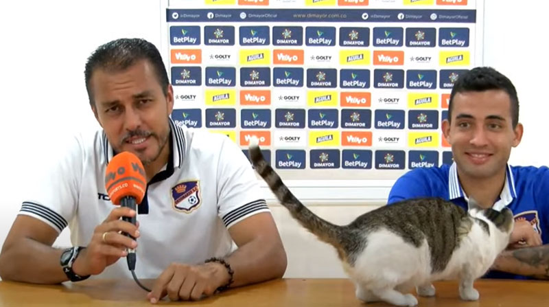 Durante la rueda de prensa del equipo Orsomarso SC, de Colombia, un gato se robó el show. Foto: captura de pantalla