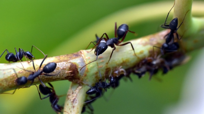 Foto referencial. Según el estudio, si se estima que la población humana mundial supere los 8 000 millones en los próximos meses, comparado con las hormigas ese es un hito mediocre. Foto: Pixabay