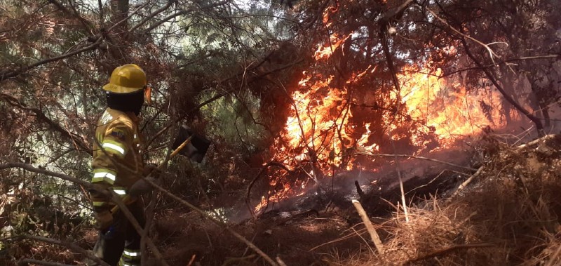 En la vía Catamayo-Loja, los bomberos trabajaron para controlar un incendio forestal que consumió 10 hectáreas de plantación de pinos. Foto: Bomberos Loja