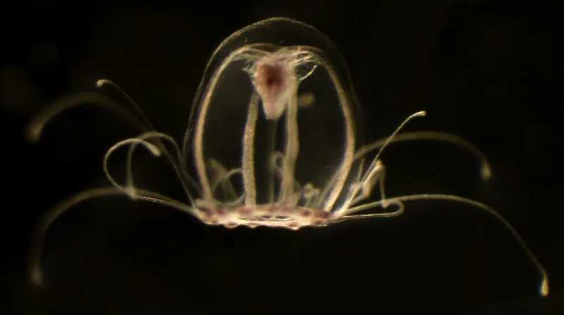 Investigadores descifran el genoma de un medusa inmortal. Foto: Internet