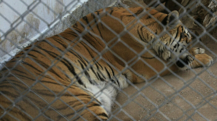 Un tigre de Bengala descansa en un Zoológico de la fronteriza Ciudad Juárez, Chihuahua (México). Foto: EFE.