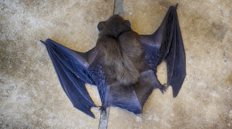 Un equipo de la Universidad de Washington descubrió un nuevo virus en el murciélago similar al covid-19. Foto: Pixabay