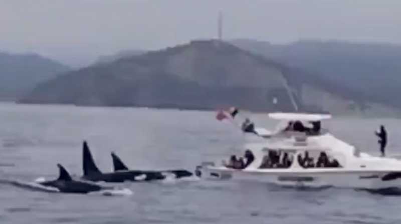 Un grupo de orcas fue vista por los turistas. Foto: Captura de video @MinMedio